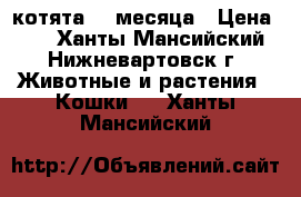  котята, 3 месяца › Цена ­ 5 - Ханты-Мансийский, Нижневартовск г. Животные и растения » Кошки   . Ханты-Мансийский